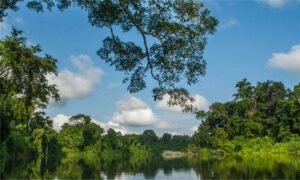 Vista del Parque Nacional del Manu con su densa vegetación y biodiversidad amazónica